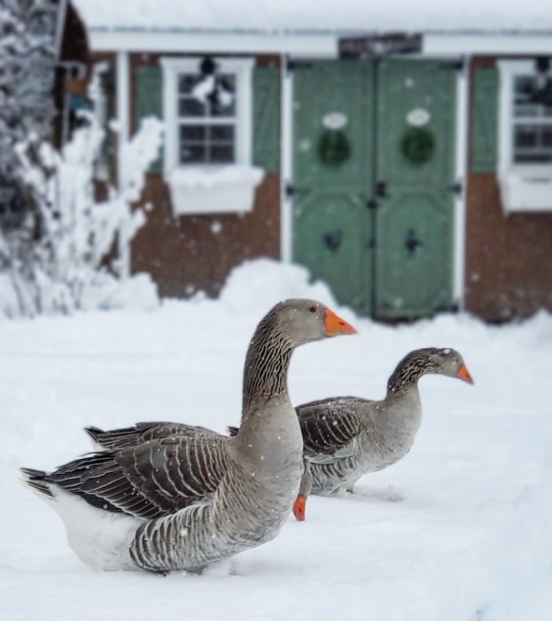 What Do Backyard Geese Eat in the Winter?