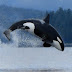 Orca, Predator Puncak Di Lautan