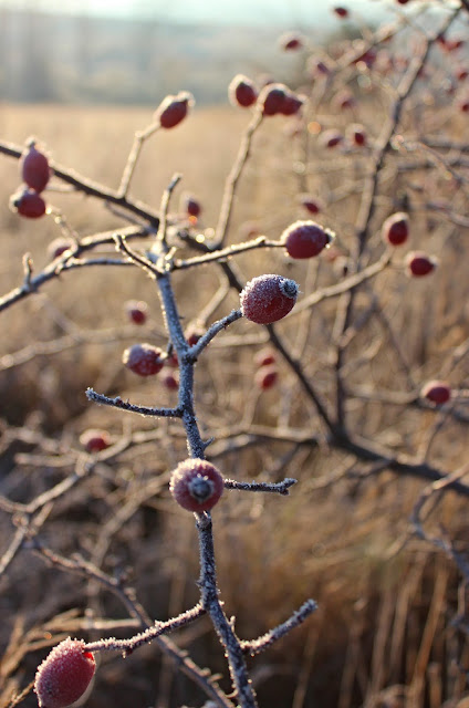 frozen berries