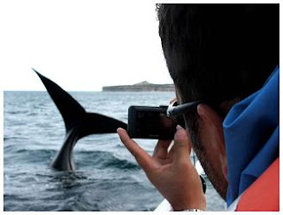 Whale watching in Peninsula Valdes Patagonia Argentina