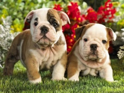 French bulldog puppies