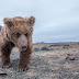 Mindössze 36 góbi medve élt Mongóliában tavaly