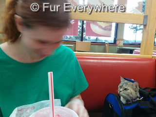 I am sitting in a Wendy's booth with Jewel.  Jewel's head is poking out of her soft cat carrier.