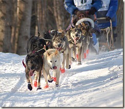 small_409681562_dogs