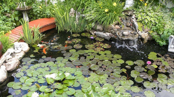 What are the Advantages of Building a Koi Pond?