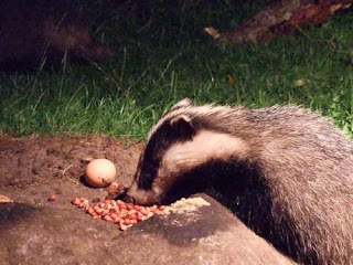 badger