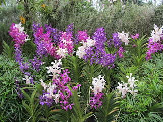 Orchids, National Orchid Garden, Singapore