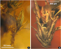 http://sciencythoughts.blogspot.co.uk/2014/07/mosses-from-late-eocene-rovno-amber.html