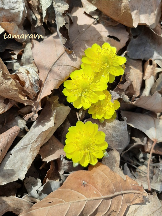 Adonis amurensis