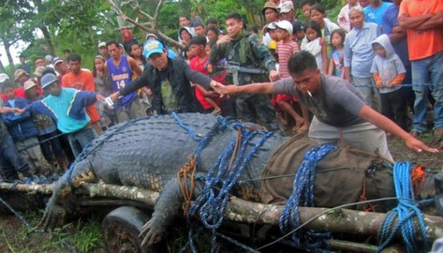 Berikut Ini Lima Kisah Penemuan Hewan Berukuran Raksasa Yang Menggemparkan