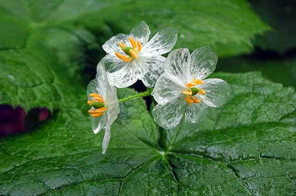 Devido ao fenômeno de ficar transparente, essa planta é conhecida como flor esqueleto. 