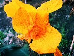 Flores - Achira - Canna Indica