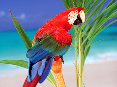 Birds HD wallpapers collection