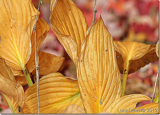 Autumn_Hosta_2012