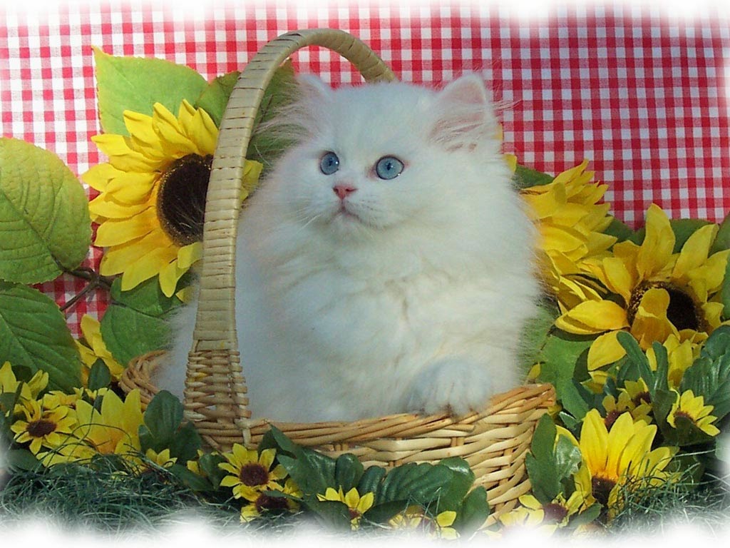 White Persian  Cat  Wallpapers  Free HD  Desktop Wallpapers  