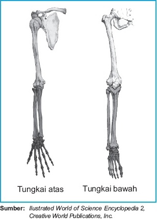Skeleton Rangka Apendikuler Struktur dan Fungsi