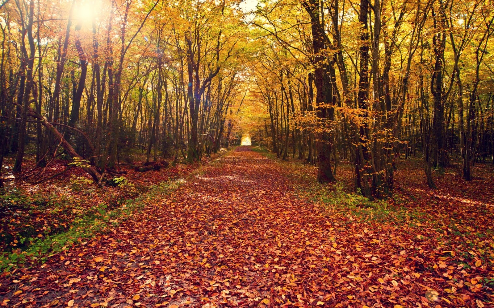 wallpapernarium: Bello parque en la época de otoño