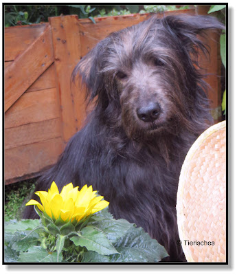 Hund mit Sonnenblume