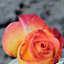 Multi color fresh rose