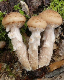 Armillaire commun - Armillaria ostoyae