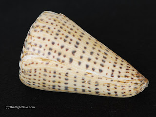 Conus leopardus