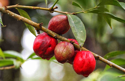 Mahkota Dewa, Buah Obat yang Sekaligus Mengandung Racun