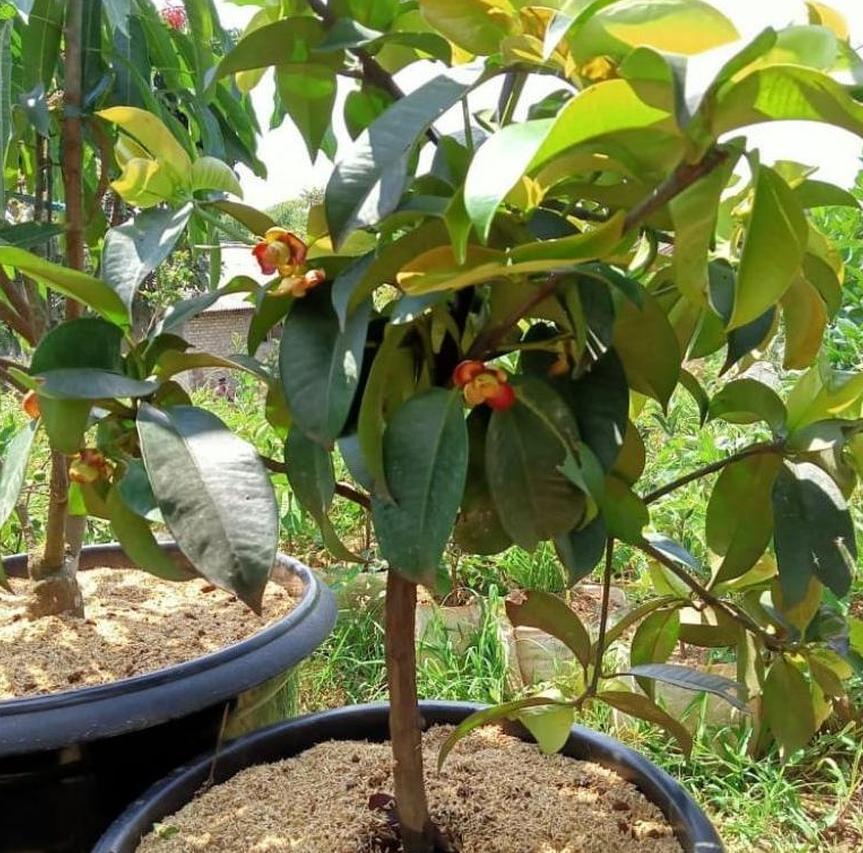 jual bibit buah manggis hasil okulasi cepat berbuah cocok untuk tabulampot Jawa Tengah