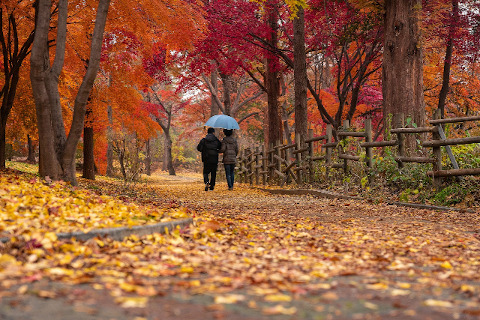 couple-park-autumn-foliage