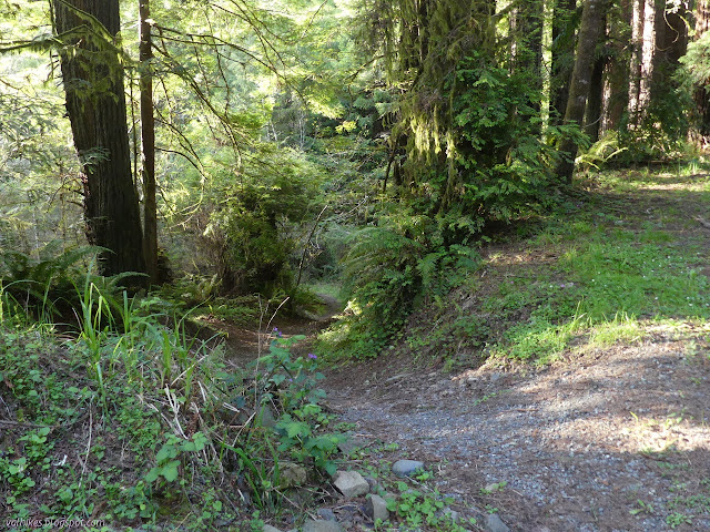 trail dropping into the trees from the side of the road