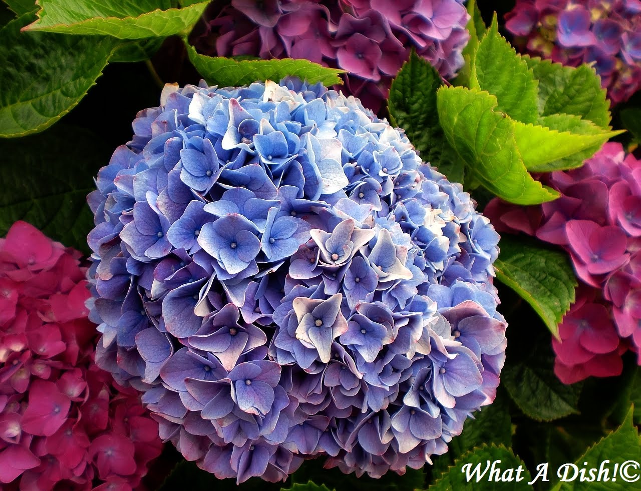 What A Dish!: Hydrangea Season!