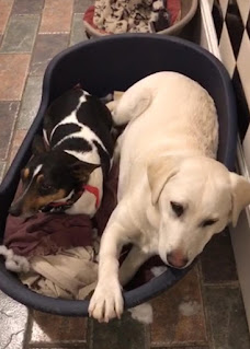 Jack Russell Bruno and Labrador Retriever Bonnie sharing a dog bed