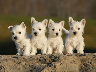 white terrier