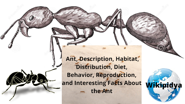 ant,ants,antiks,ant army,ant farm,antfarm,ant x ana,army ant,fire ant,pregnant,ant queen,ant candy,antiks new,secret ant,funny ants,ants movie,ant roblox,roblox ant,ant colony,bullet ant,weaver ant,candy ants,pocket ants,year 2 event,antscanada,engagement,im pregnant,worker ants,weaver ants,red fire ant,maintenance,the ants song,ants vs candy,ant vs liquid,funny moments,were pregnant,argentine ant,carpenter ant