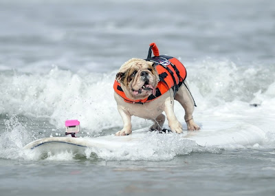 10 pictures of surfing dogs from the 2012 Incredible Surfing Dog Challenge, surfing dogs, funny dogs, surfing dog pictures