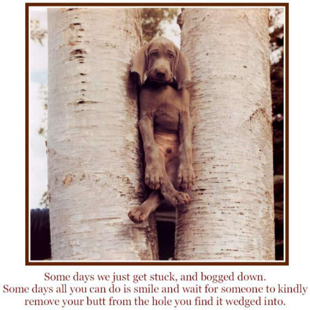 dog-stuck-in-trees-funny-sayings.jpg