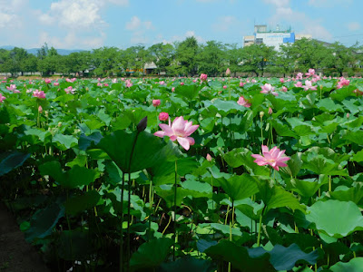 高田城公園　蓮