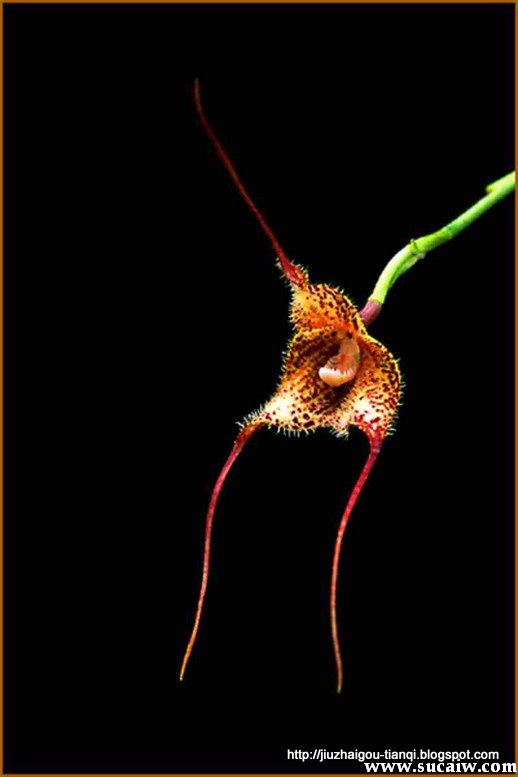 兰花 花:hua-09020512035391