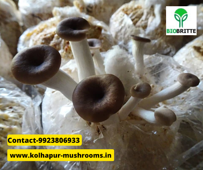 Mushroom buyers in kolhapur | Organic mushrooms | Mushroom business