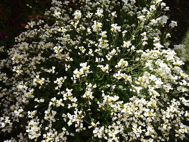 Arabis (Arabis alpina L. subsp. caucasica (Willd.) Briq.).