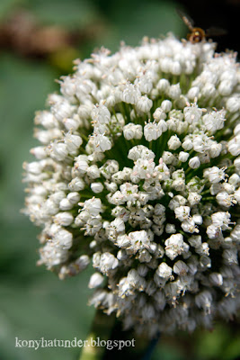 august-in-the-garden-onion-flower