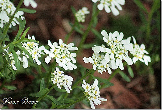 CandyTuft_Apr27