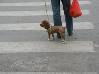 Kunming cane