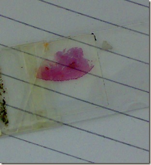 Skin section staining on glass slide 