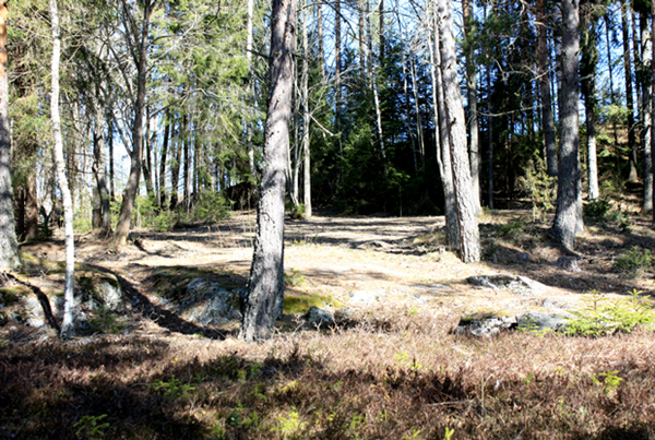 skog