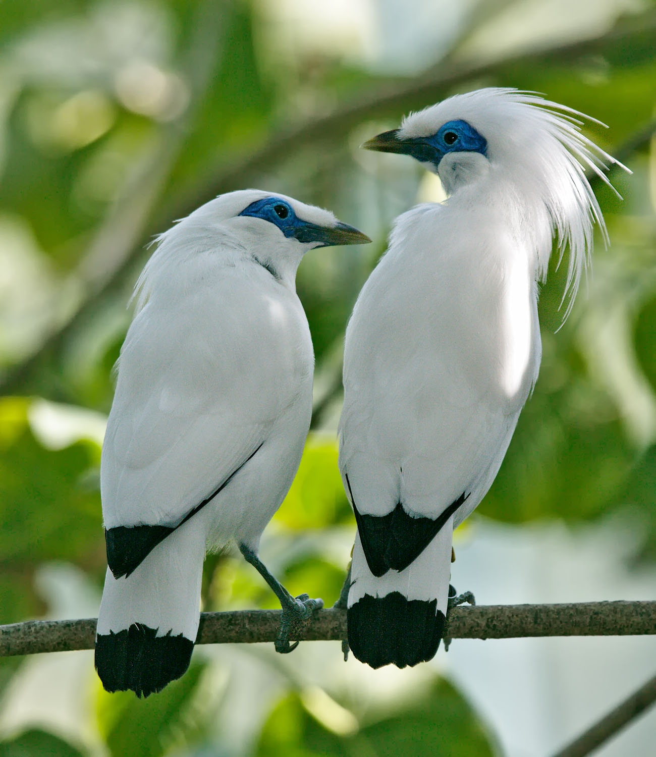 Kicau Burung: Burung Jalak Bali