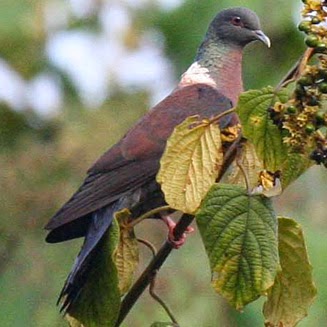 Eastern bronze naped pigeon Columba delegorguei