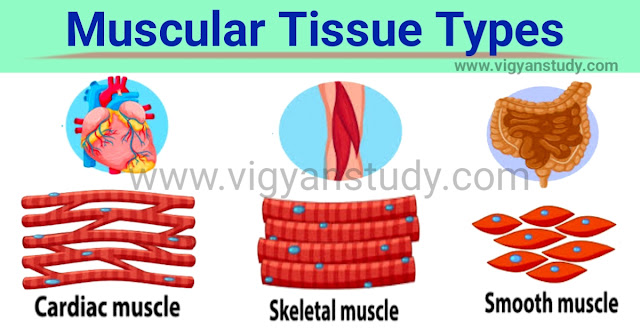 Tissue kitne prakar ke hote hain