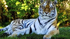 Tiger HD Wallpaper Background