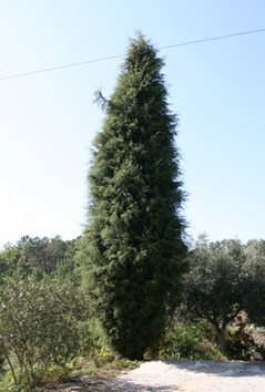 cupressus-2