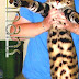 Savannah Cat - F5 Savannah Cat Price